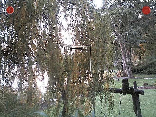 Camera Live Image