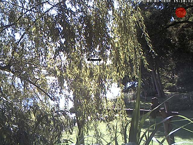 Camera Live Image